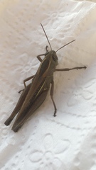 Eyprepocnemis plorans