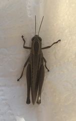 Eyprepocnemis plorans