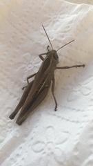 Eyprepocnemis plorans