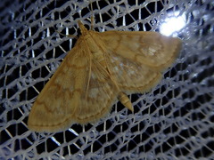 Pronomis delicatalis