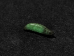 Stenocladius bicoloripes