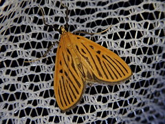 Tyspanodes striatus