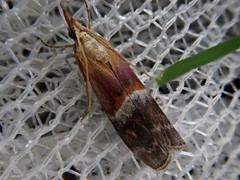 Etielloides curvella