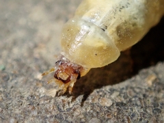 Stenocladius bicoloripes