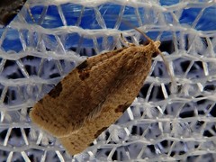 Neocalyptis liratana