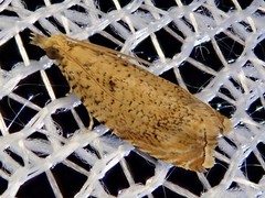 Neoanathamna nipponica