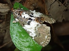 Termioptycha margarita