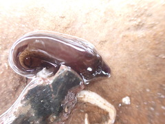 Lepadogaster purpurea