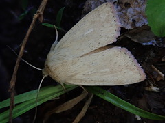Mythimna inornata