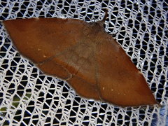 Mecodina nubiferalis