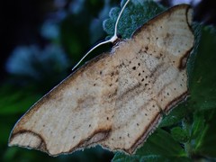 Eschatarchia lineata