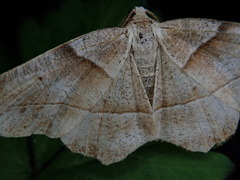 Endropiodes indictinaria