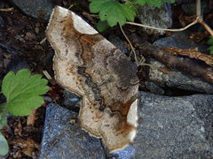 Pangrapta perturbans