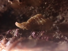 Ocenebra