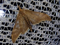 Circobotys nycterina