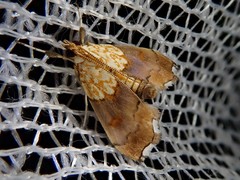 Agrotera nemoralis