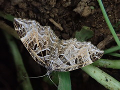 Lobogonodes erectaria