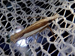 Crambus argyrophorus