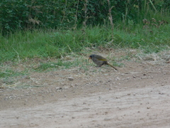 Embernagra platensis