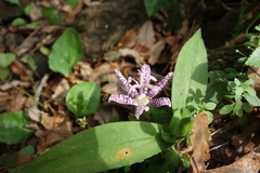 Tricyrtis hirta