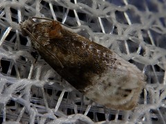 Hystrichoscelus spathanum