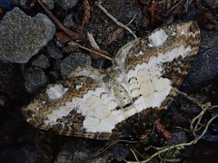 Melanthia procellata inquinata