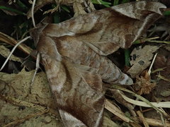 Acosmeryx naga