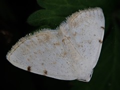 Lomographa bimaculata