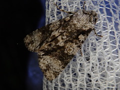 Craniophora harmandi