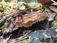 Australoporus tasmanicus