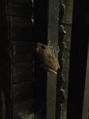 Polypedates leucomystax