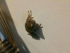 Polypedates leucomystax