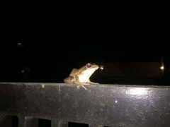 Polypedates leucomystax