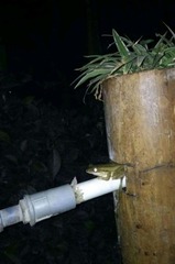 Polypedates leucomystax