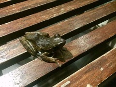 Polypedates leucomystax