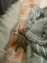 Pterinochilus murinus