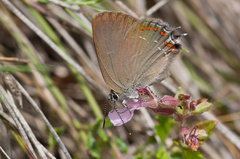 Satyrium esculi