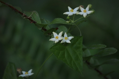 Zehneria