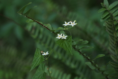 Zehneria