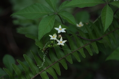 Zehneria