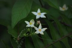 Zehneria