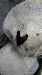 Gynautocera rubriscutellata