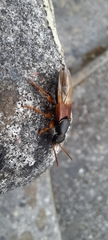 Staphylinus dimidiaticornis