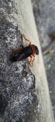Staphylinus dimidiaticornis