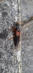 Staphylinus dimidiaticornis