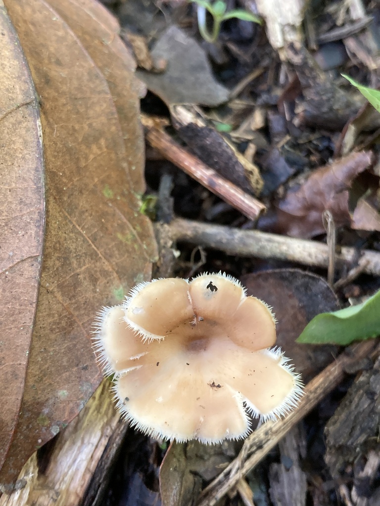Lentinus flexipes · November 2020 · photo: © julianazuluaga-carrero (iNaturalist, cc-by-nc)