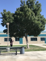 Quercus