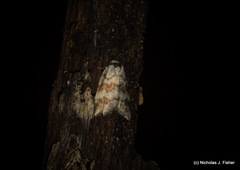 Thallarcha leptographa