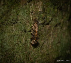 Parochmastis styracodes