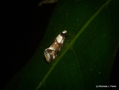 Coesyra hemiphragma
